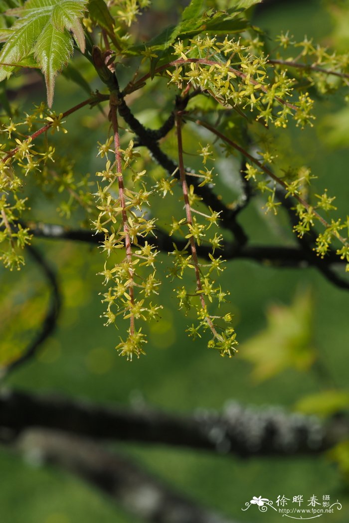 花菇价格