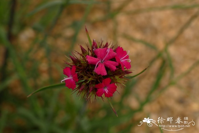 花毛茛的花语