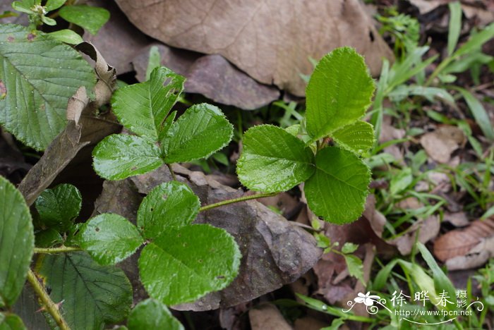 水培水仙花正确养法