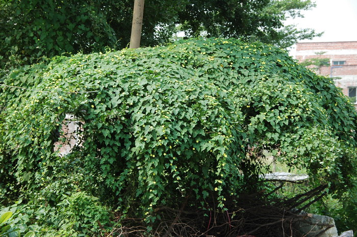 黄金菊泡茶的禁忌