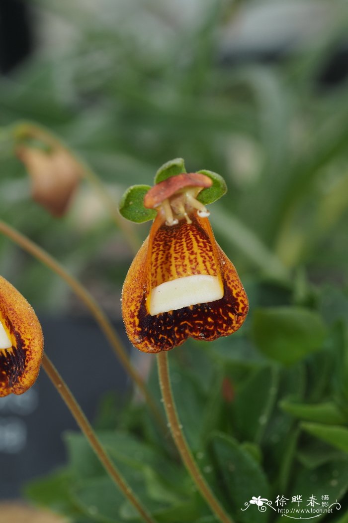 菊花的品种与图片大全