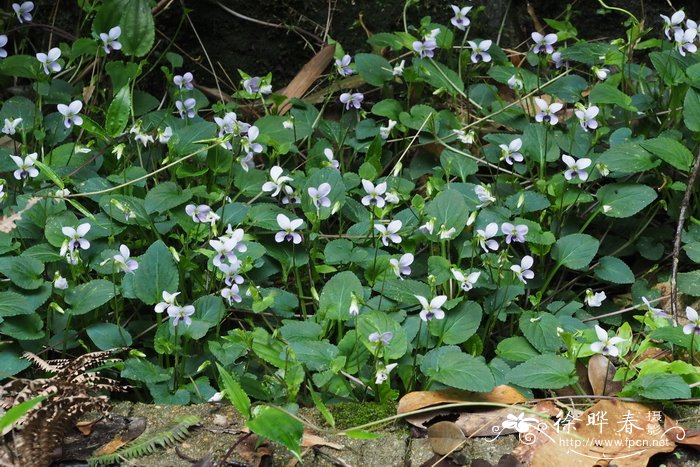 玫瑰花怎样种植和养护