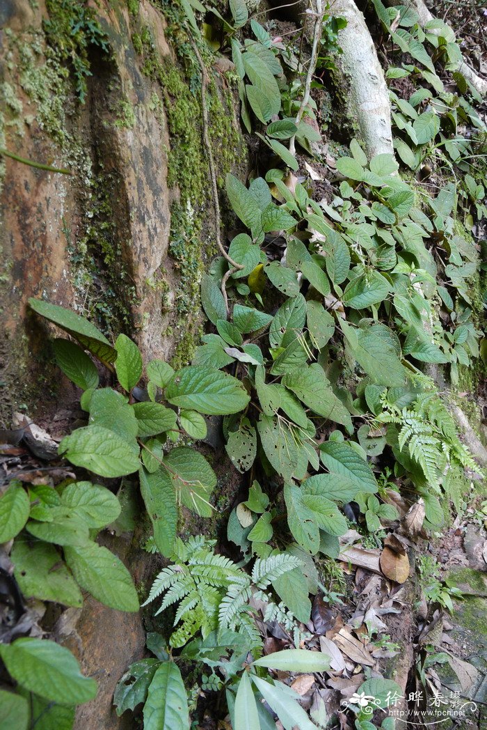 油茶价格