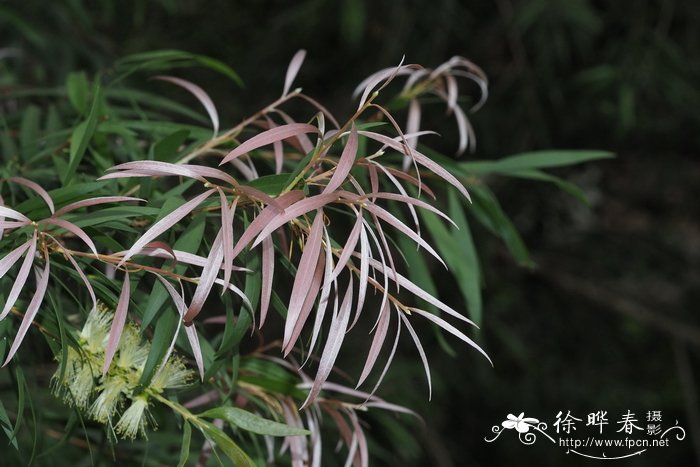 芍药何时开花