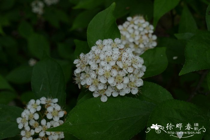 最漂亮的花草风景图片