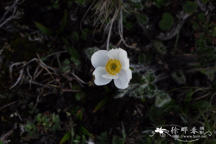 干杜鹃花泡多久能开花