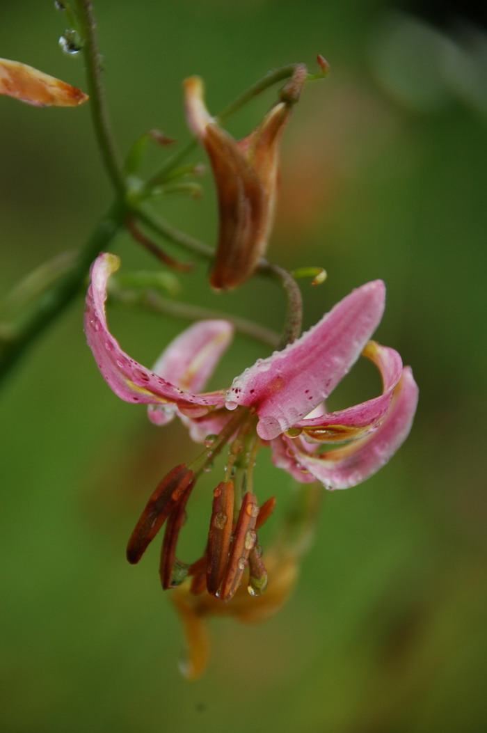 万寿菊花