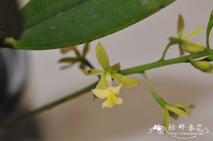 伞房花序