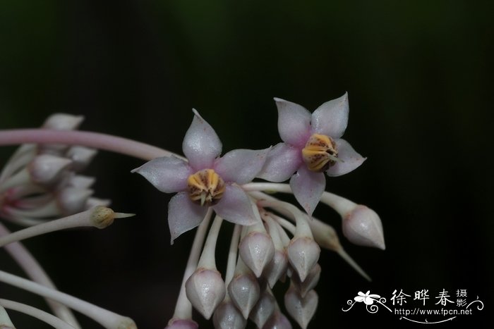 高山杜鹃花图片