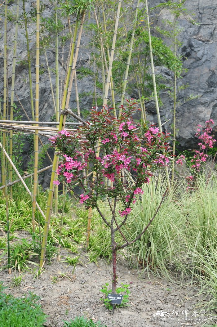 开花结果