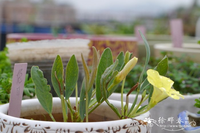 一朵玫瑰花图片