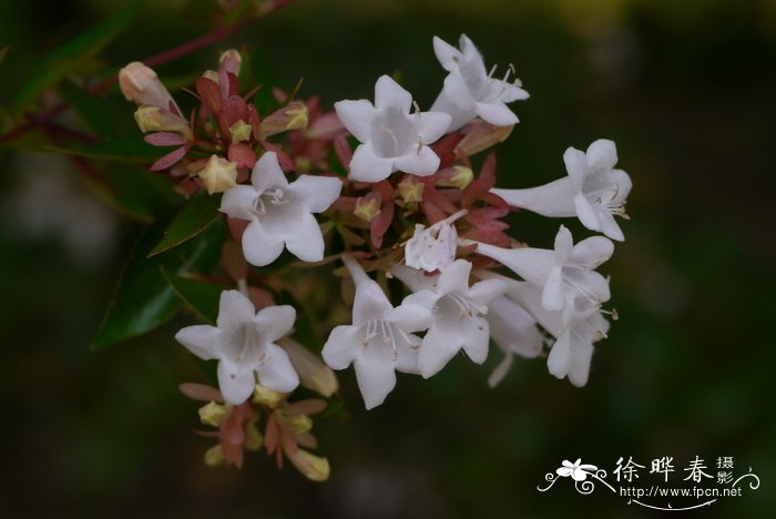 绿植花卉图片大全及花名