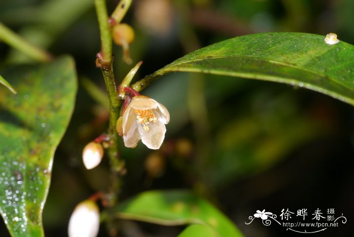 黑果花楸的功效与作用