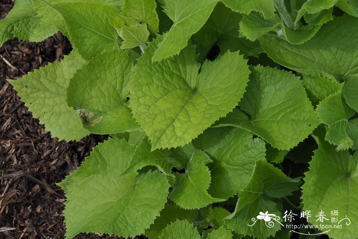 龙舌兰图片 植物