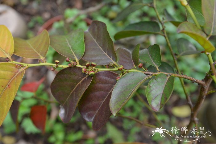 一亩油茶一年赚多少