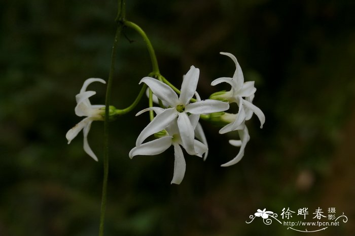 百合花语和寓意