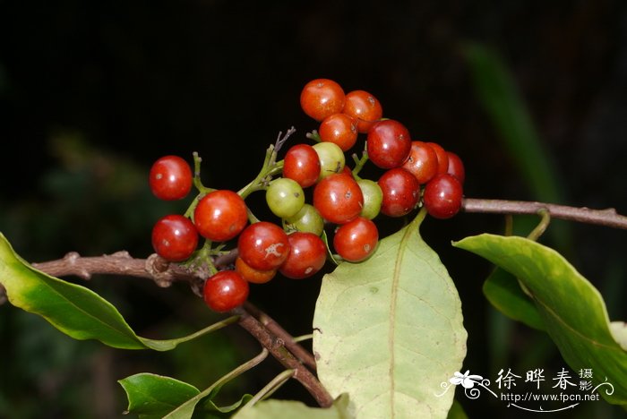 茶树菇种植