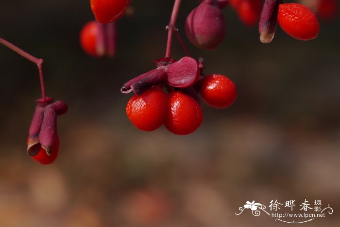 茶花花语