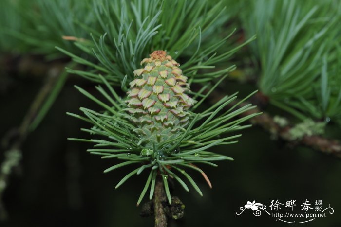 百合花的习性