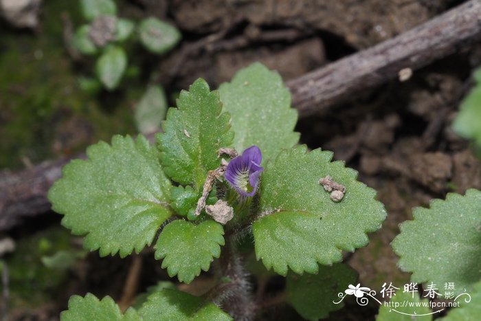 火鹤花有毒吗