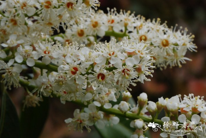 茉莉花的寓意