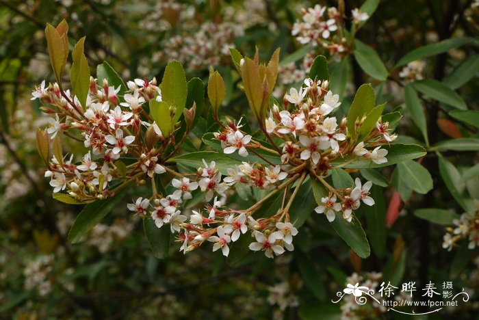 那些花