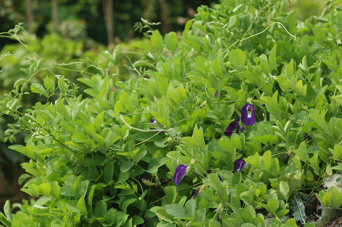 九里香花适合在室内养吗