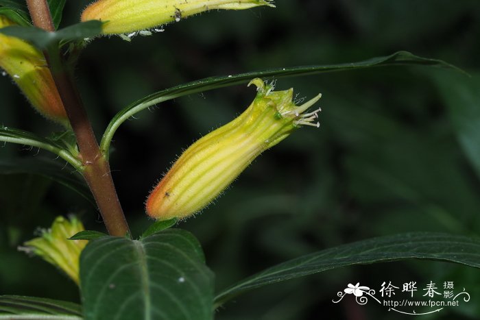 一品红什么季节开花