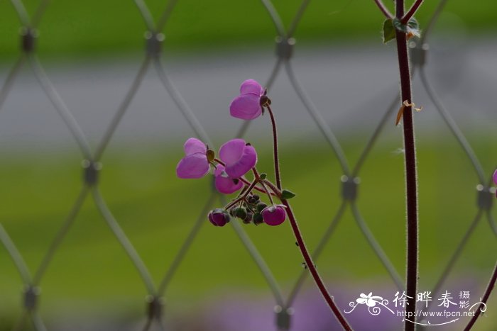 玉露的花