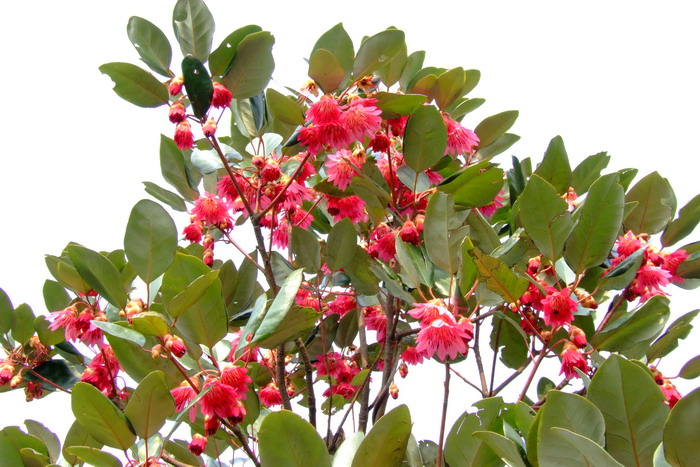 高山杜鹃花图片