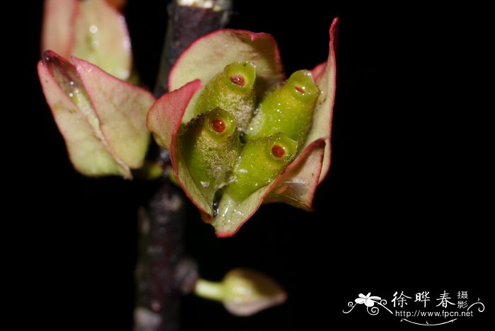 昙花的养殖方法