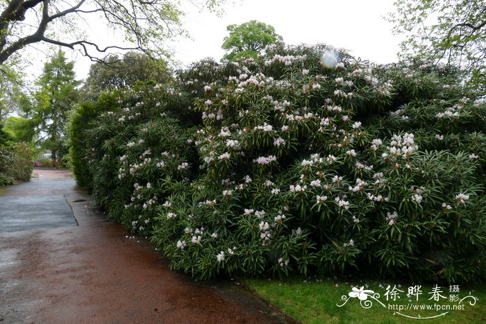 各种花卉大全