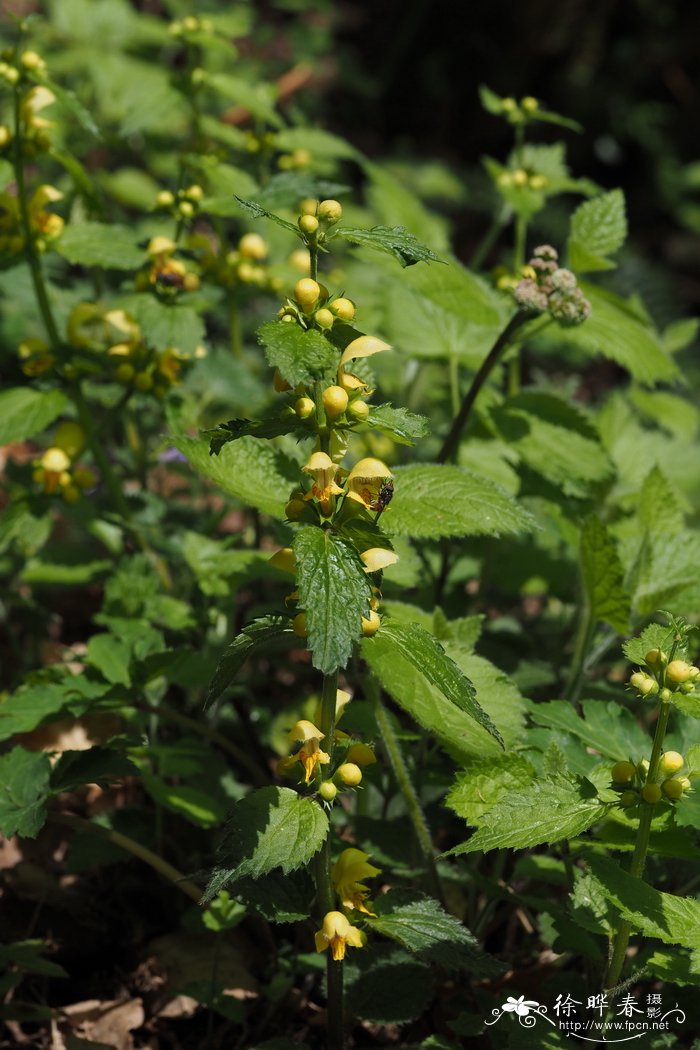 风信子花图片