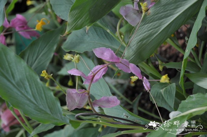 客厅适合养什么花和植物好风水