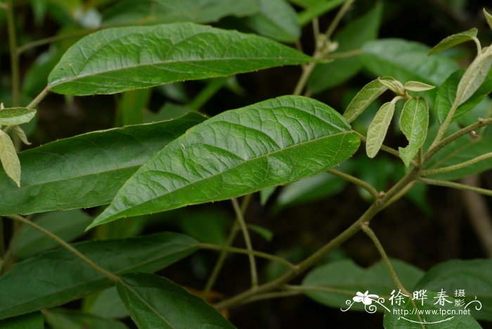 多年生植物