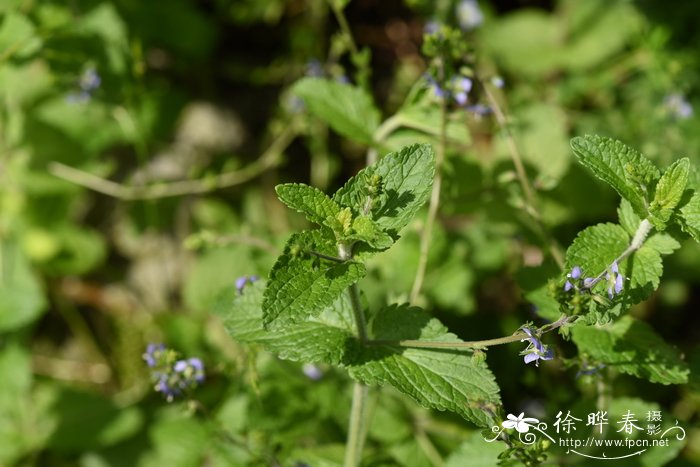 九里香花适合在室内养吗