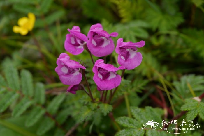 草莓什么季节成熟