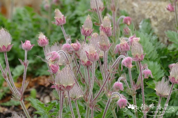 什么花一年四季都开花