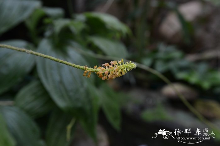 油茶树种植技术