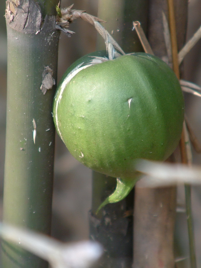 灯泡植物