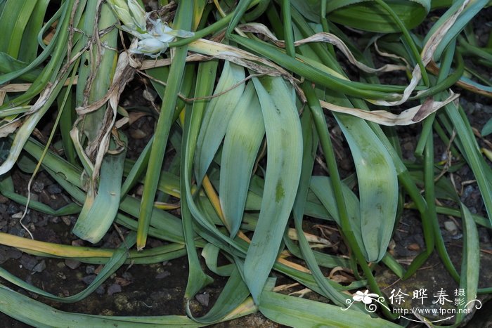 骂人蓝莲花是什么意思