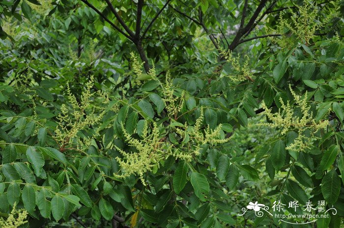 大丽花种植