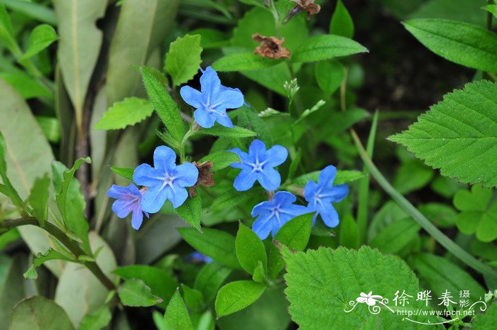 栀子花养殖方法