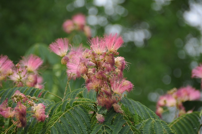 花价格