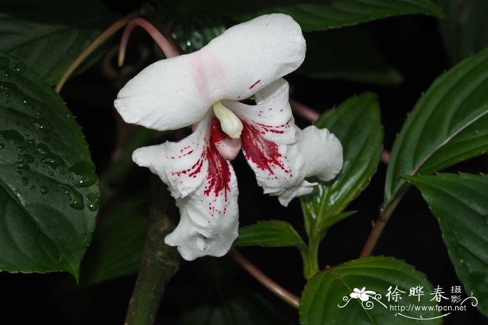 水培水仙花正确养法