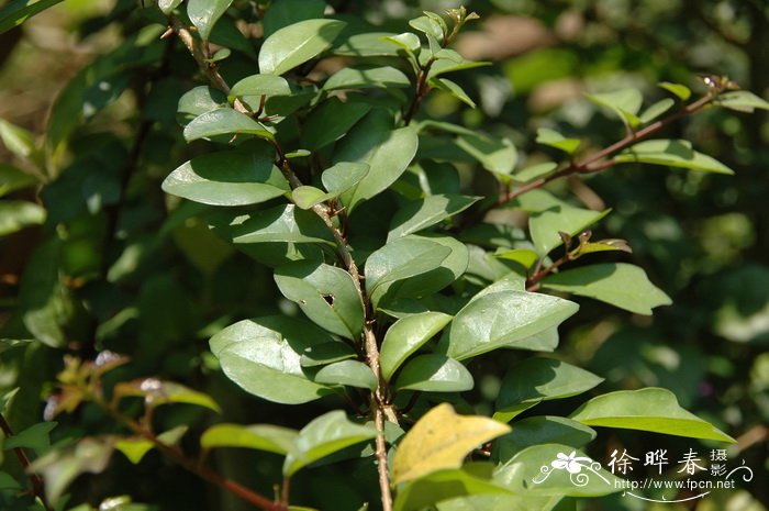 沙漠玫瑰几年开花