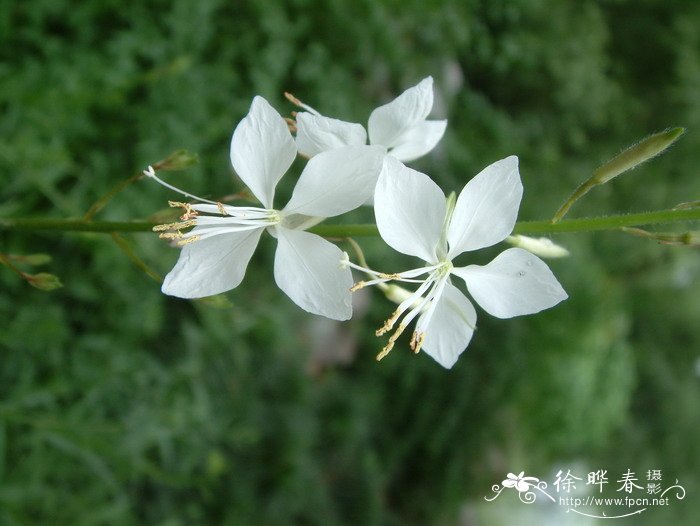 菊花的品种与图片大全