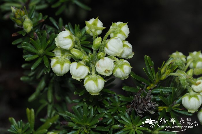 花的图片大全 最美玫瑰