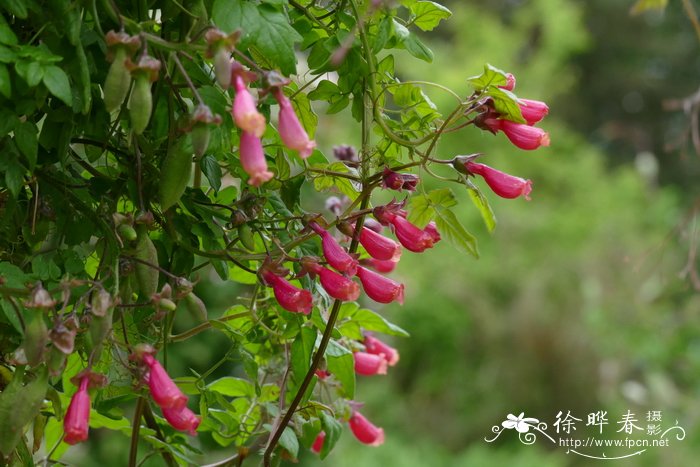 色丁香花