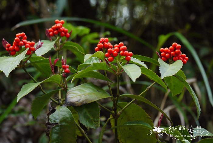 竹柏树图片